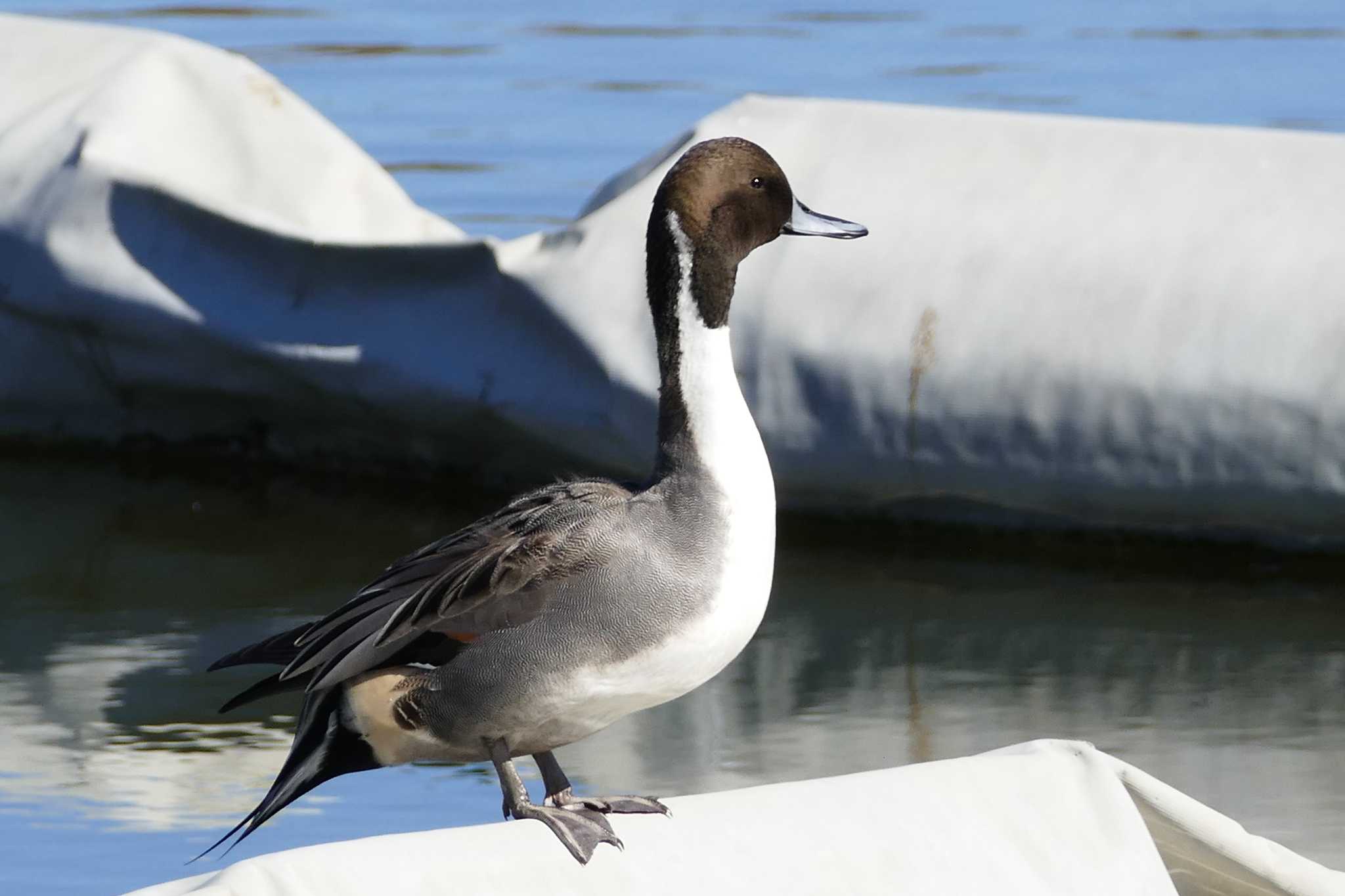 Northern Pintail