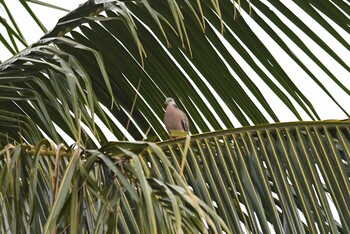 Spotted Dove ケアンズ Mon, 10/21/2019