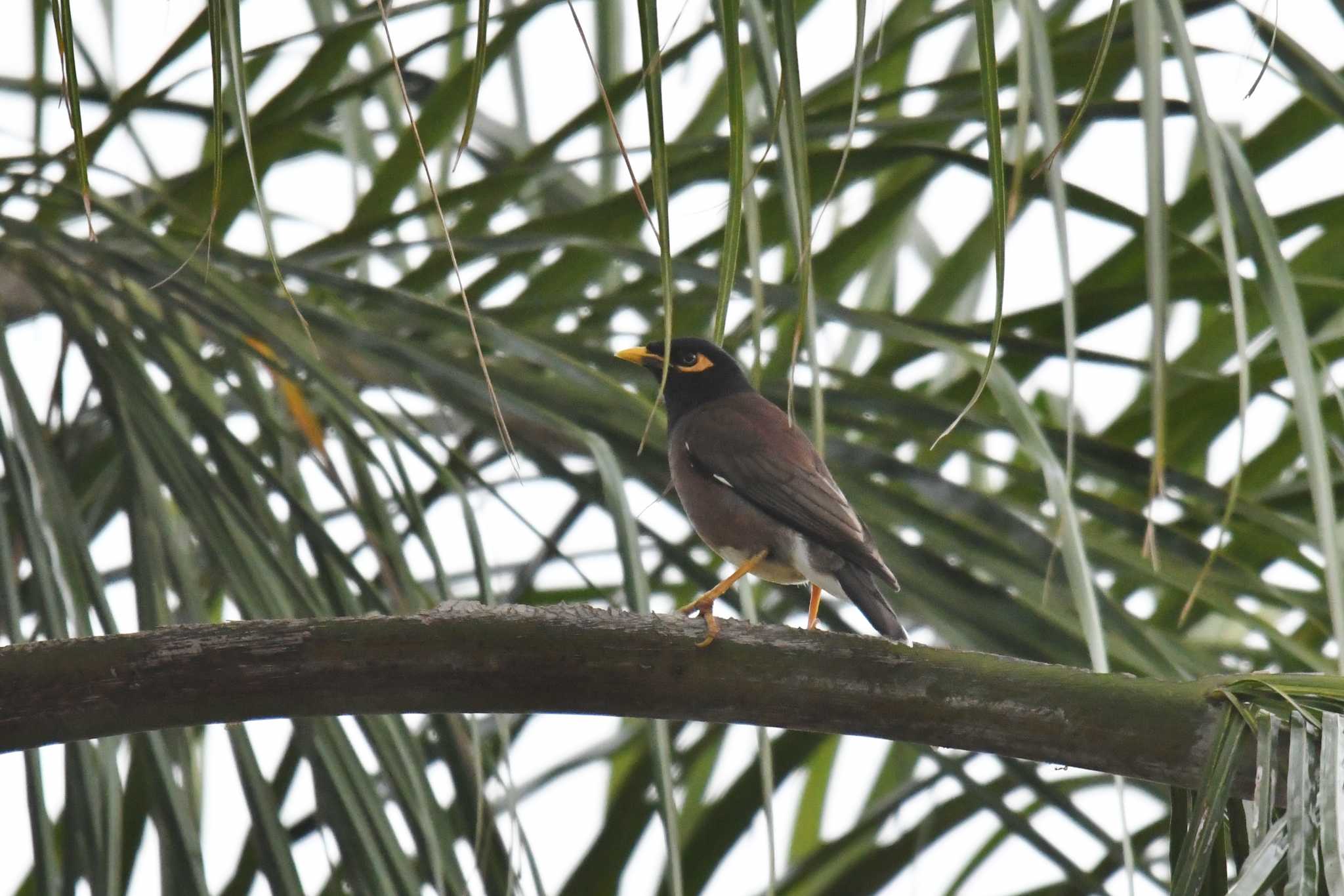 Common Myna