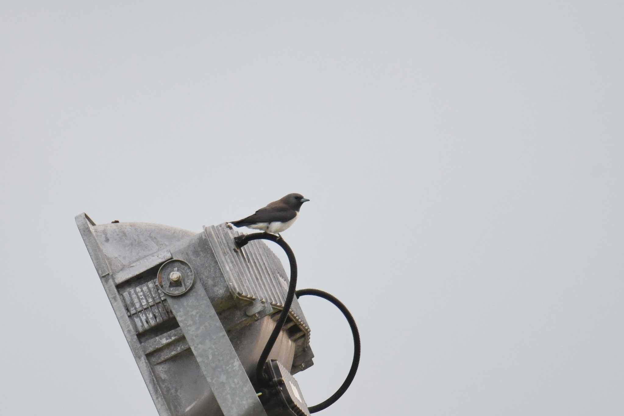 White-breasted Woodswallow