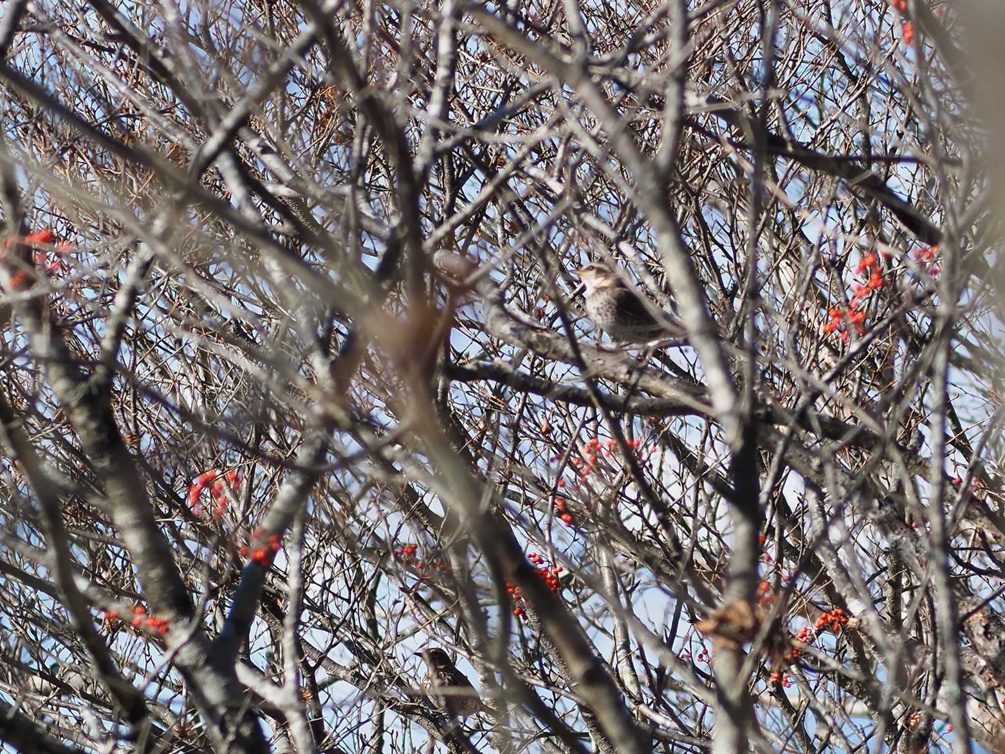 Dusky Thrush