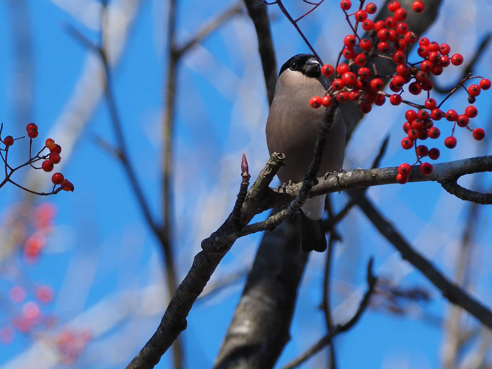 Eurasian Bullfinch