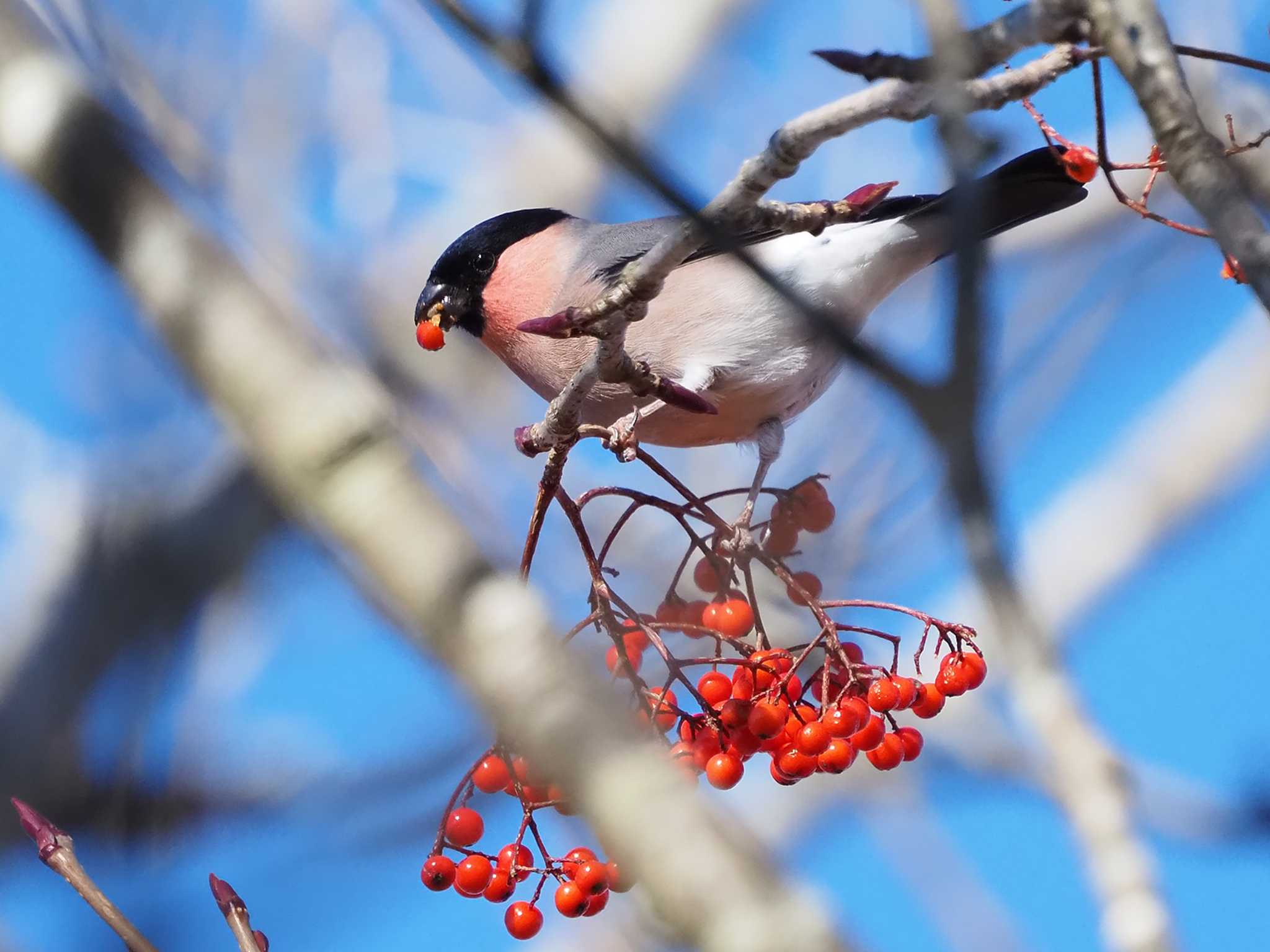 Eurasian Bullfinch