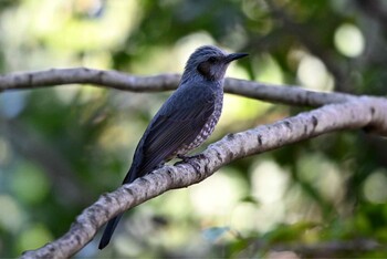 Brown-eared Bulbul 大江川緑地 Mon, 11/15/2021