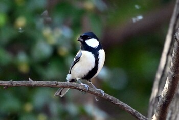 Japanese Tit 大江川緑地 Mon, 11/15/2021