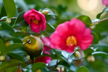 Warbling White-eye 大江川緑地 Mon, 11/15/2021