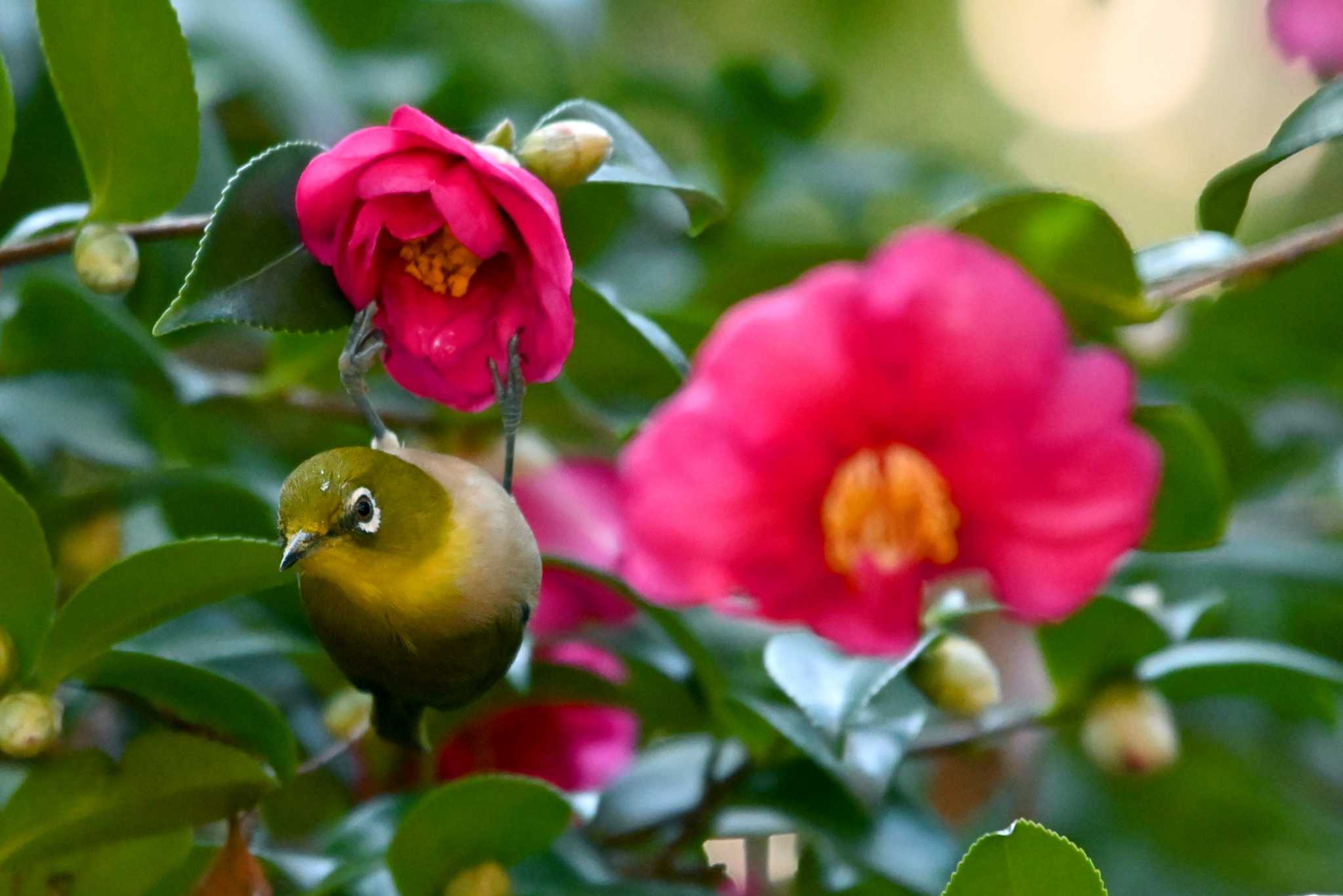 Photo of Warbling White-eye at 大江川緑地 by ポッちゃんのパパ