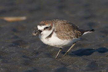 シロチドリ ふなばし三番瀬海浜公園 2021年11月15日(月)