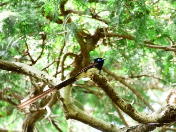 サンコウチョウ 井の頭公園 2017年5月12日(金)