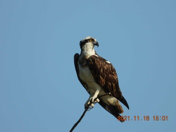 Osprey 金武ダム Tue, 11/16/2021