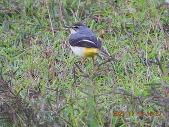 Grey Wagtail 恩納村 Tue, 11/16/2021