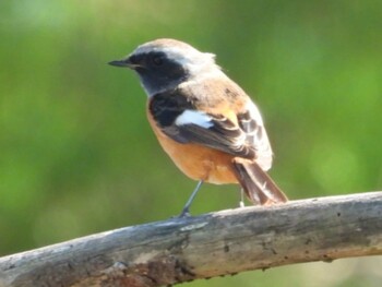 Daurian Redstart 恩納村 Tue, 11/16/2021