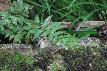 2021年11月16日(火) 京都御苑の野鳥観察記録