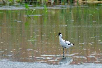 Pied Avocet 木更津市 Fri, 5/12/2017