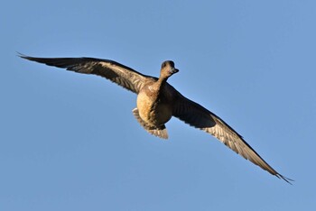 Eurasian Wigeon 境川遊水地公園 Mon, 11/15/2021