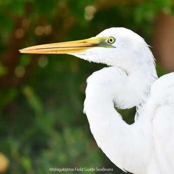 Great Egret(modesta)  Ishigaki Island Tue, 11/16/2021