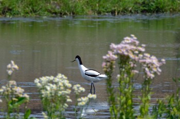 Pied Avocet 木更津市 長須賀 Fri, 5/12/2017