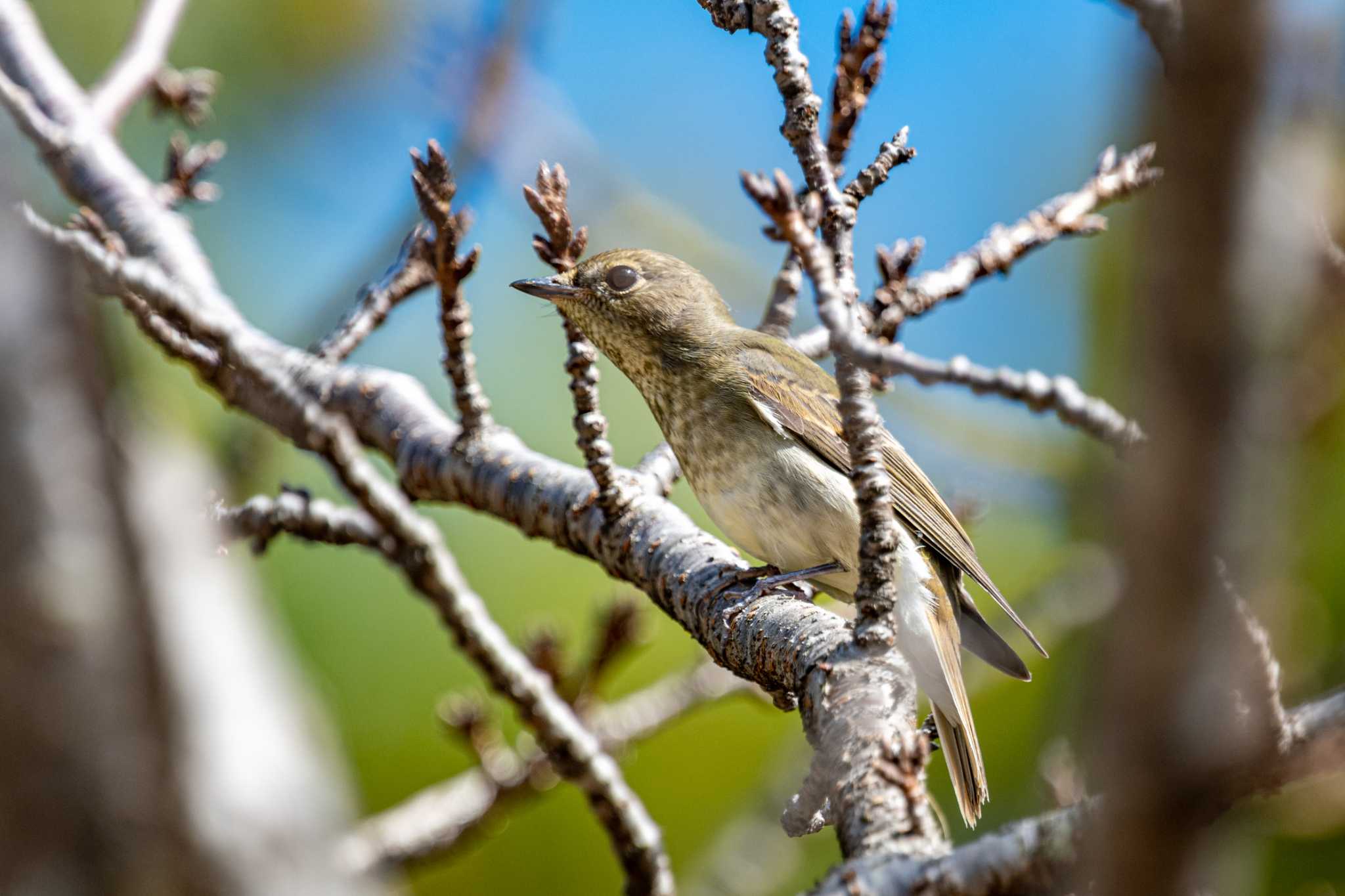 Photo of Narcissus Flycatcher at 天満大池 by ときのたまお