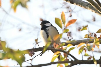 シジュウカラ 横浜金沢区内 2021年11月17日(水)