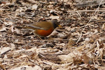 Brown-headed Thrush Unknown Spots Tue, 3/7/2017