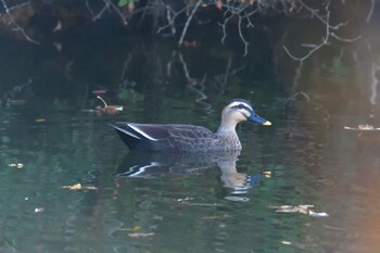 カルガモ 三重県阿山ふるさとの森公園 2021年11月17日(水)