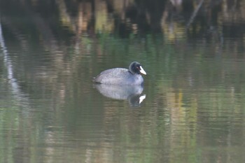 オオバン 三重県阿山ふるさとの森公園 2021年11月17日(水)