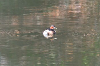 カイツブリ 三重県阿山ふるさとの森公園 2021年11月17日(水)