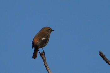 Daurian Redstart 羽村堰 Sun, 11/14/2021