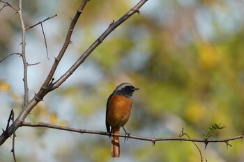 Daurian Redstart 羽村堰 Sun, 11/14/2021