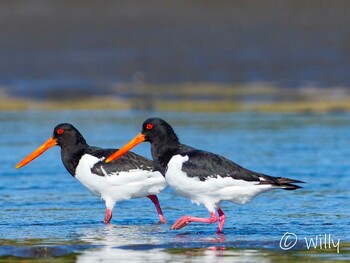 Eurasian Oystercatcher 三番瀬 Wed, 11/3/2021