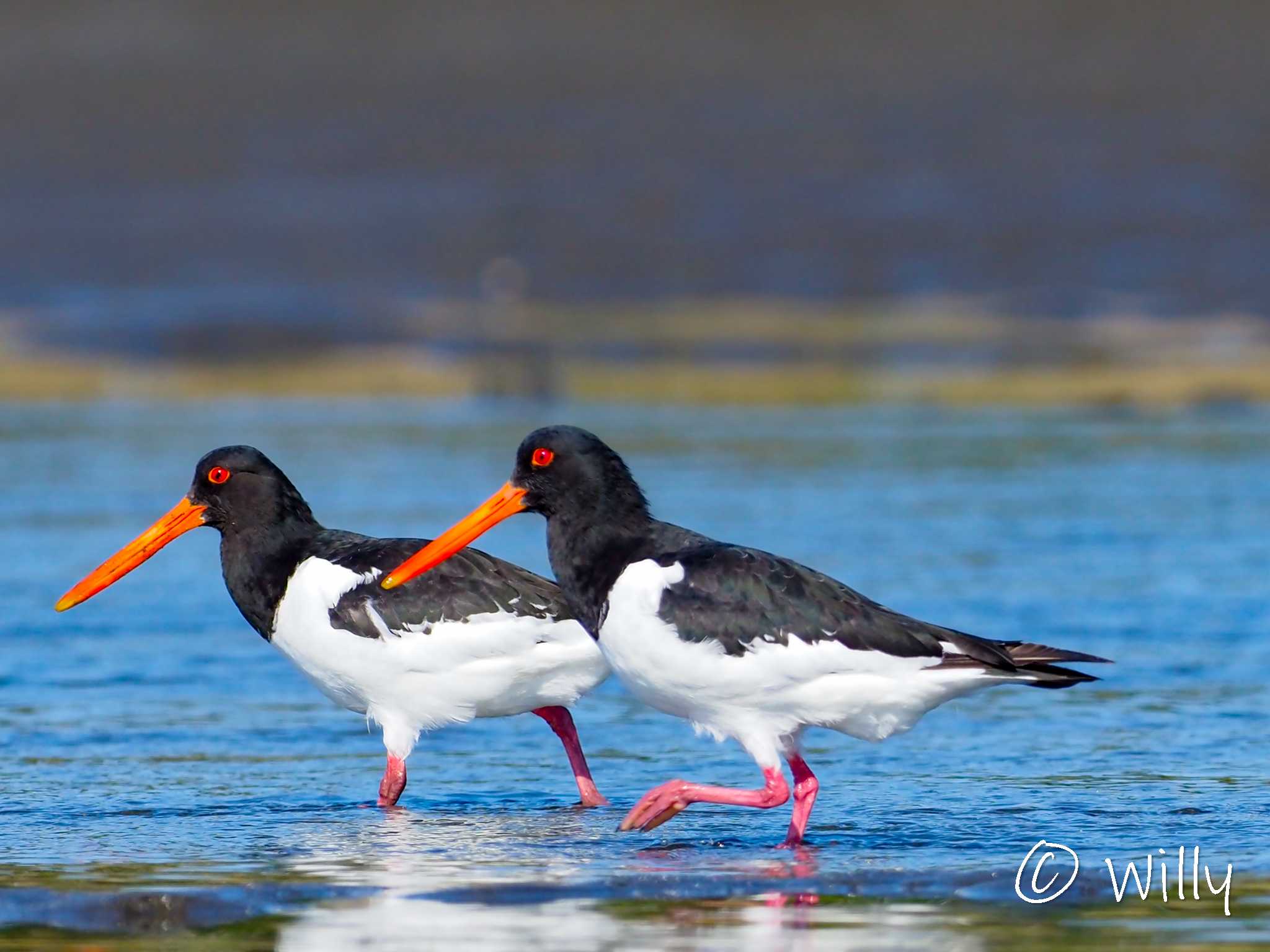 Photo of Eurasian Oystercatcher at 三番瀬 by willy