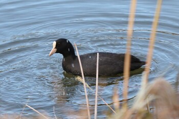 2021年11月14日(日) 三ツ池公園(横浜市鶴見区)の野鳥観察記録