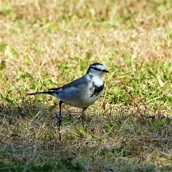 2021年11月17日(水) ロクハ公園(滋賀県草津市)の野鳥観察記録