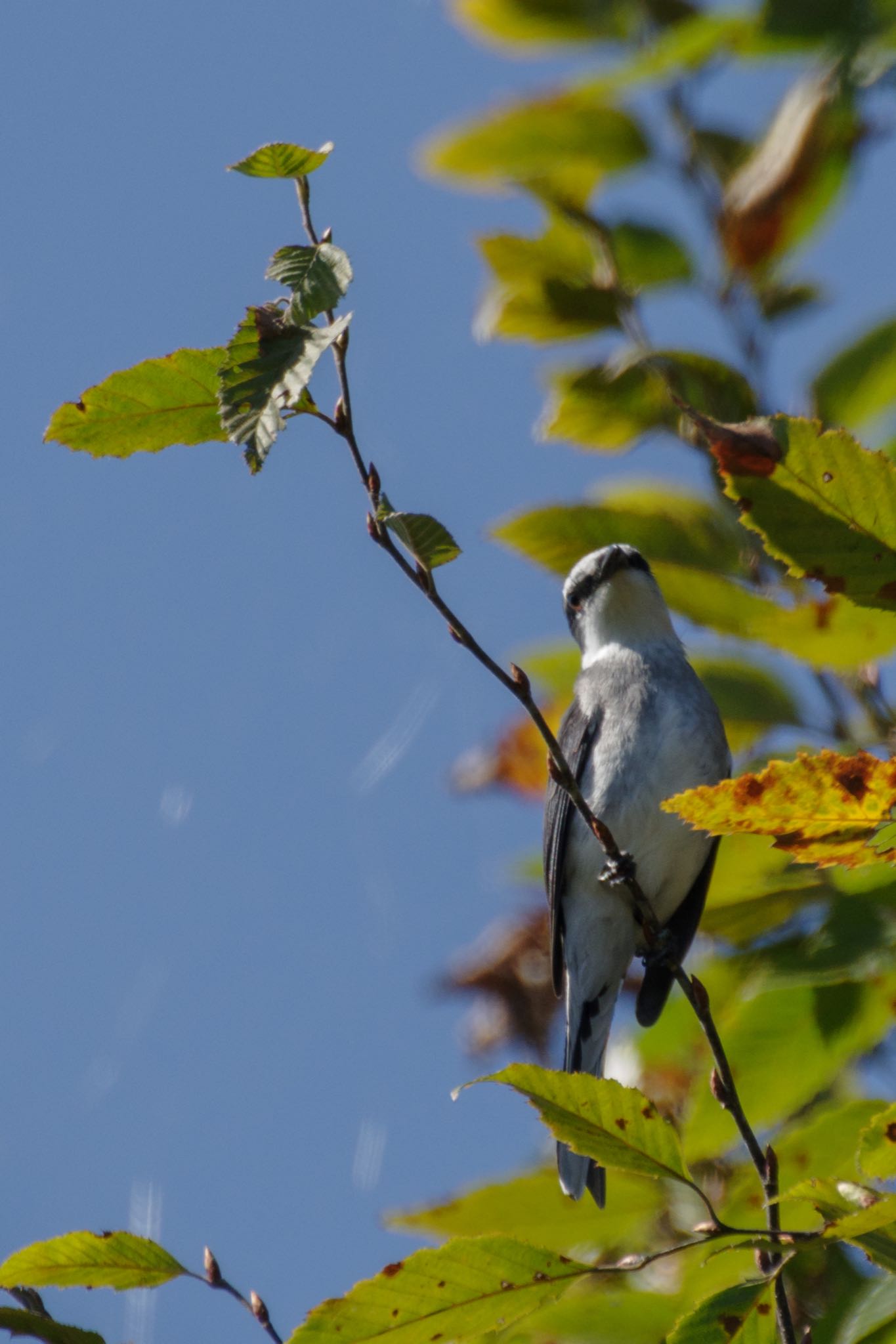 北本自然観察公園 リュウキュウサンショウクイの写真 by Marco Birds