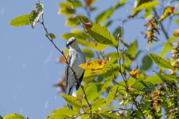 リュウキュウサンショウクイ 北本自然観察公園 2021年11月4日(木)