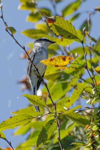 リュウキュウサンショウクイ 北本自然観察公園 2021年11月4日(木)