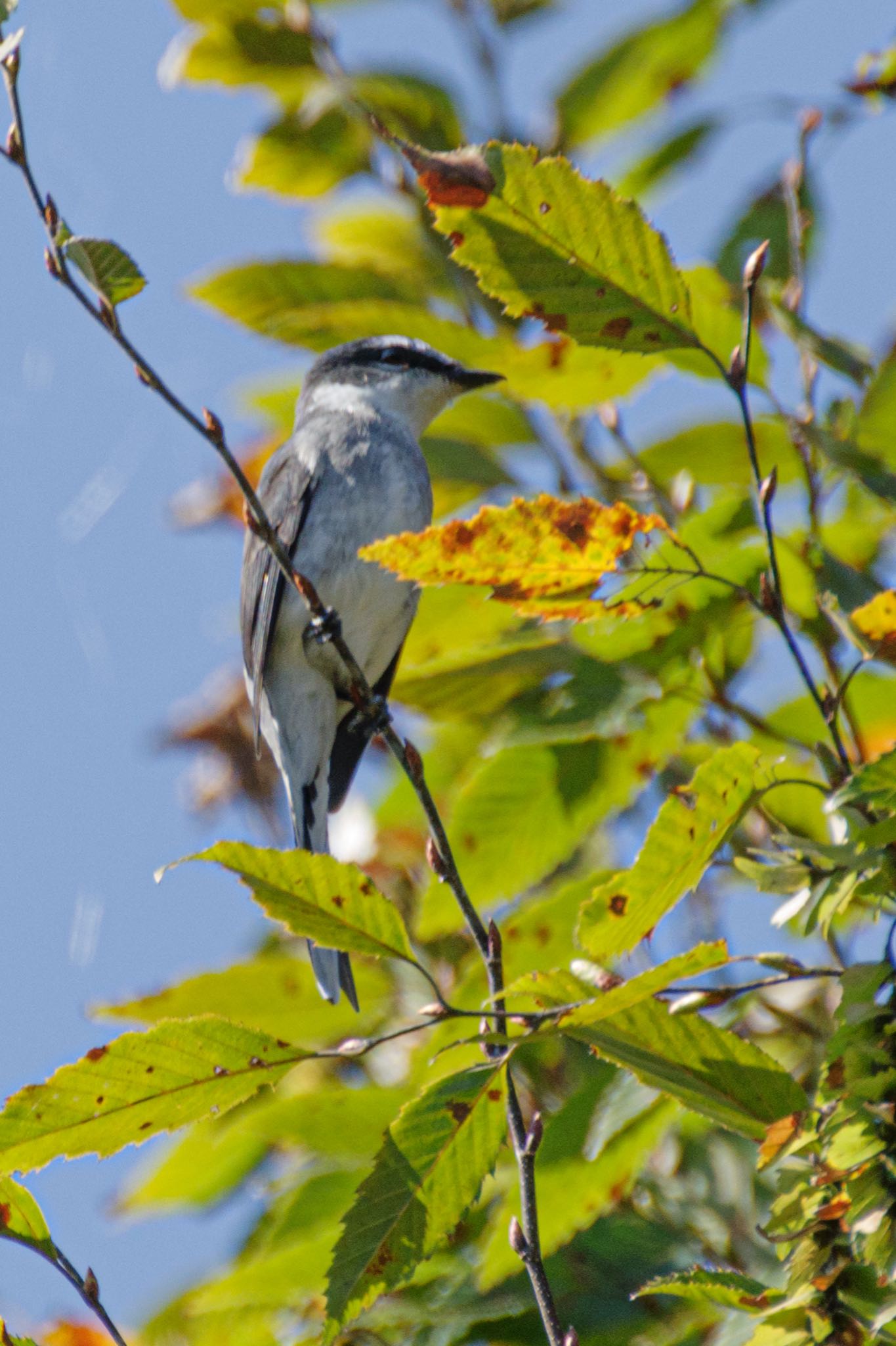 北本自然観察公園 リュウキュウサンショウクイの写真 by Marco Birds