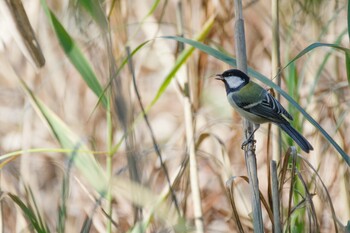 シジュウカラ 北本自然観察公園 2021年11月4日(木)