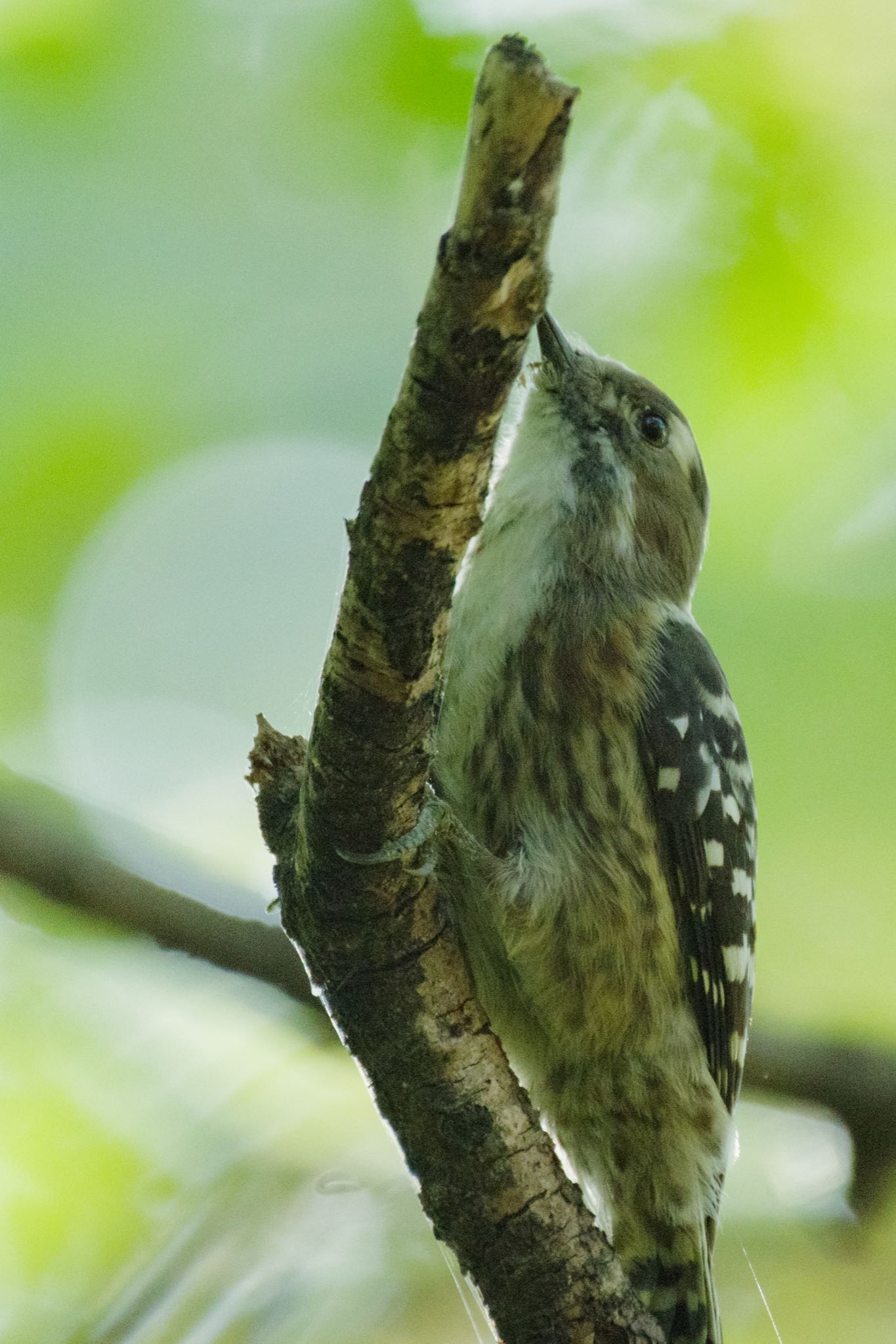 北本自然観察公園 コゲラの写真 by Marco Birds