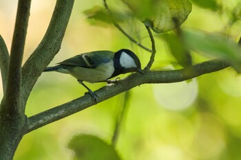 シジュウカラ 北本自然観察公園 2021年11月4日(木)