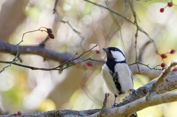 シジュウカラ 北本自然観察公園 2021年11月4日(木)