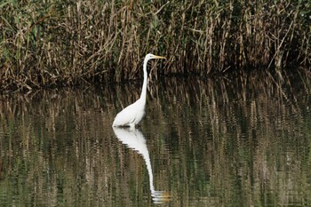 ダイサギ 北本自然観察公園 2021年11月4日(木)