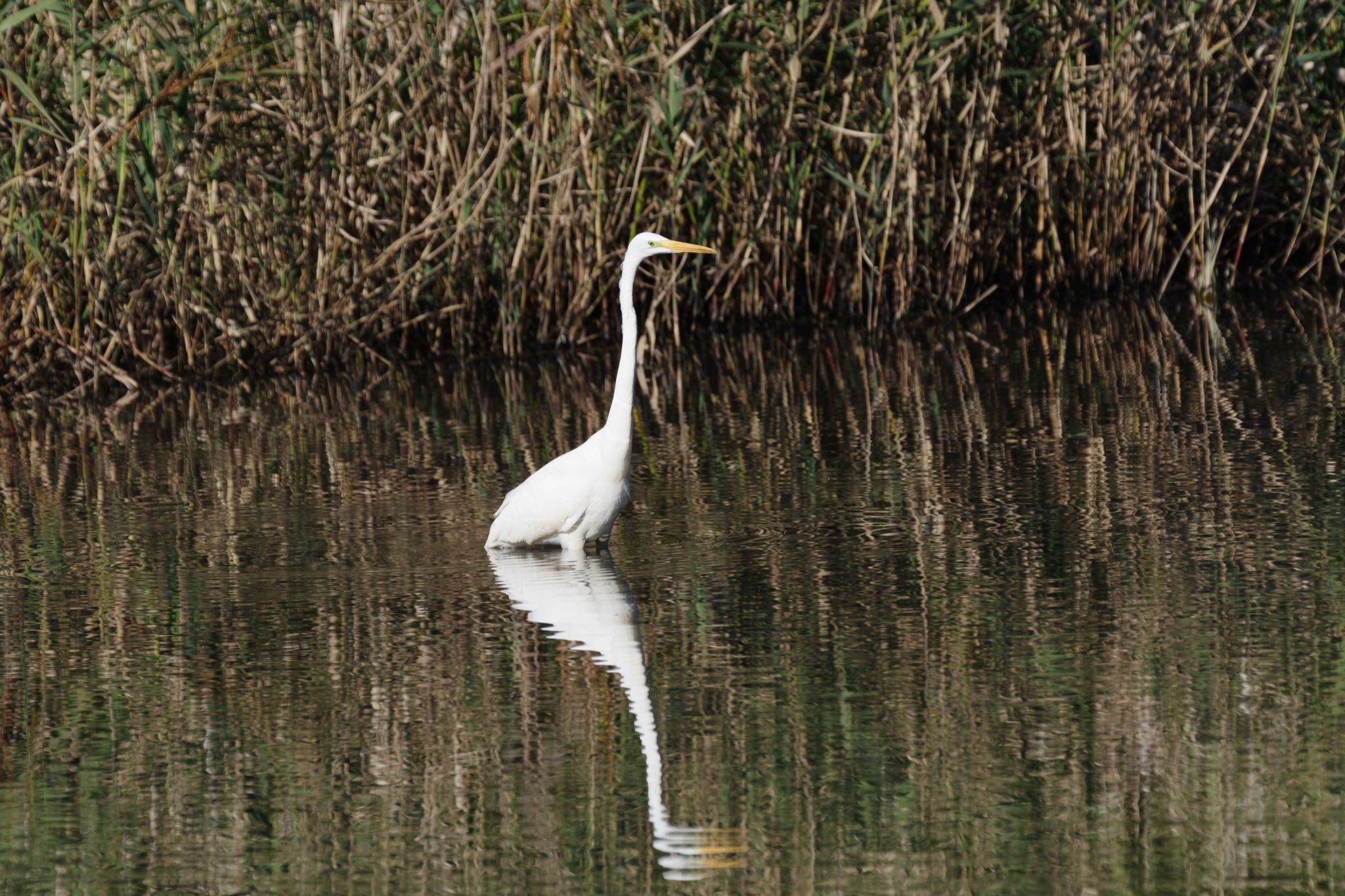 北本自然観察公園 ダイサギの写真 by Marco Birds