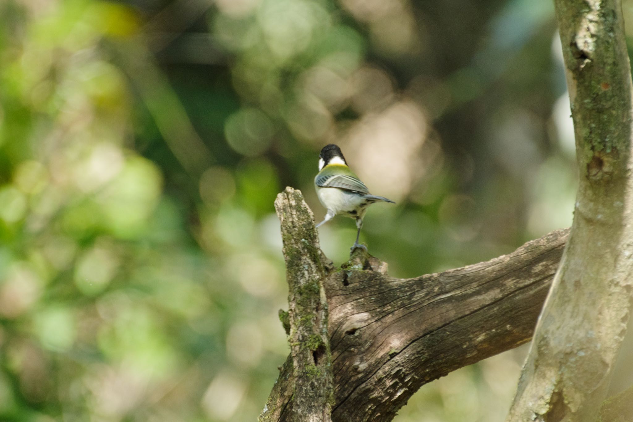 Photo of Japanese Tit at Kitamoto Nature Observation Park by Marco Birds