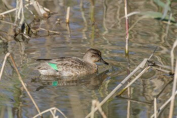 マガモ 北本自然観察公園 2021年11月4日(木)