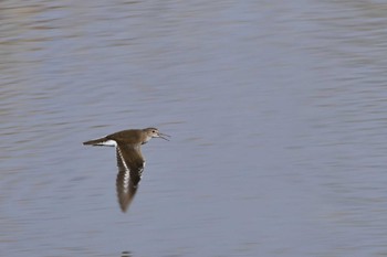 クサシギ 場所が不明 2017年4月12日(水)