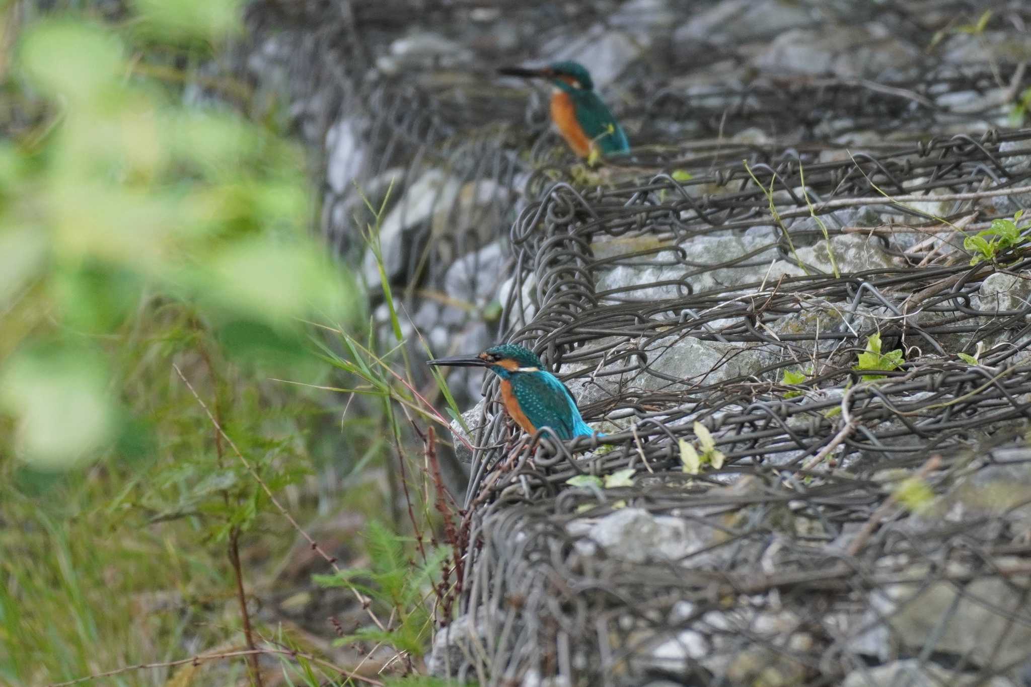 埼玉県 カワセミの写真 by どばと