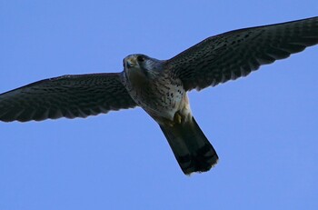 Common Kestrel 恩智川治水緑地 Wed, 11/17/2021