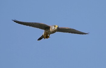 チョウゲンボウ 恩智川治水緑地 2021年11月17日(水)