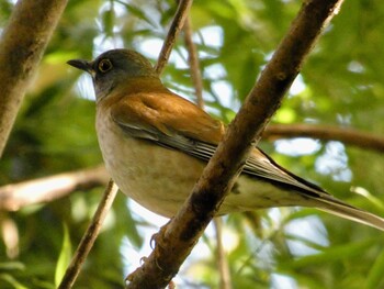 2021年11月17日(水) 石神井公園の野鳥観察記録